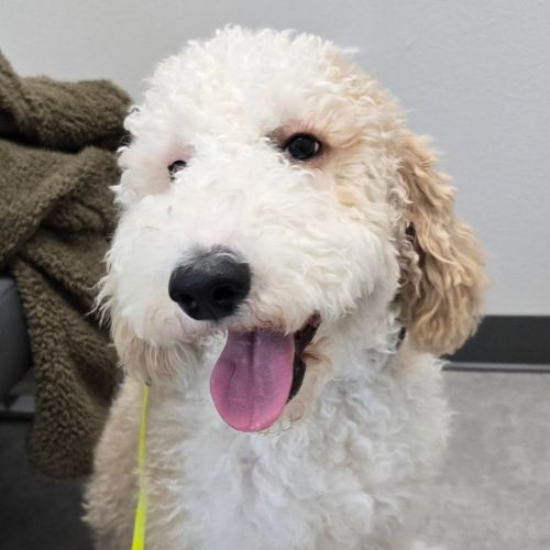 a happy dog face