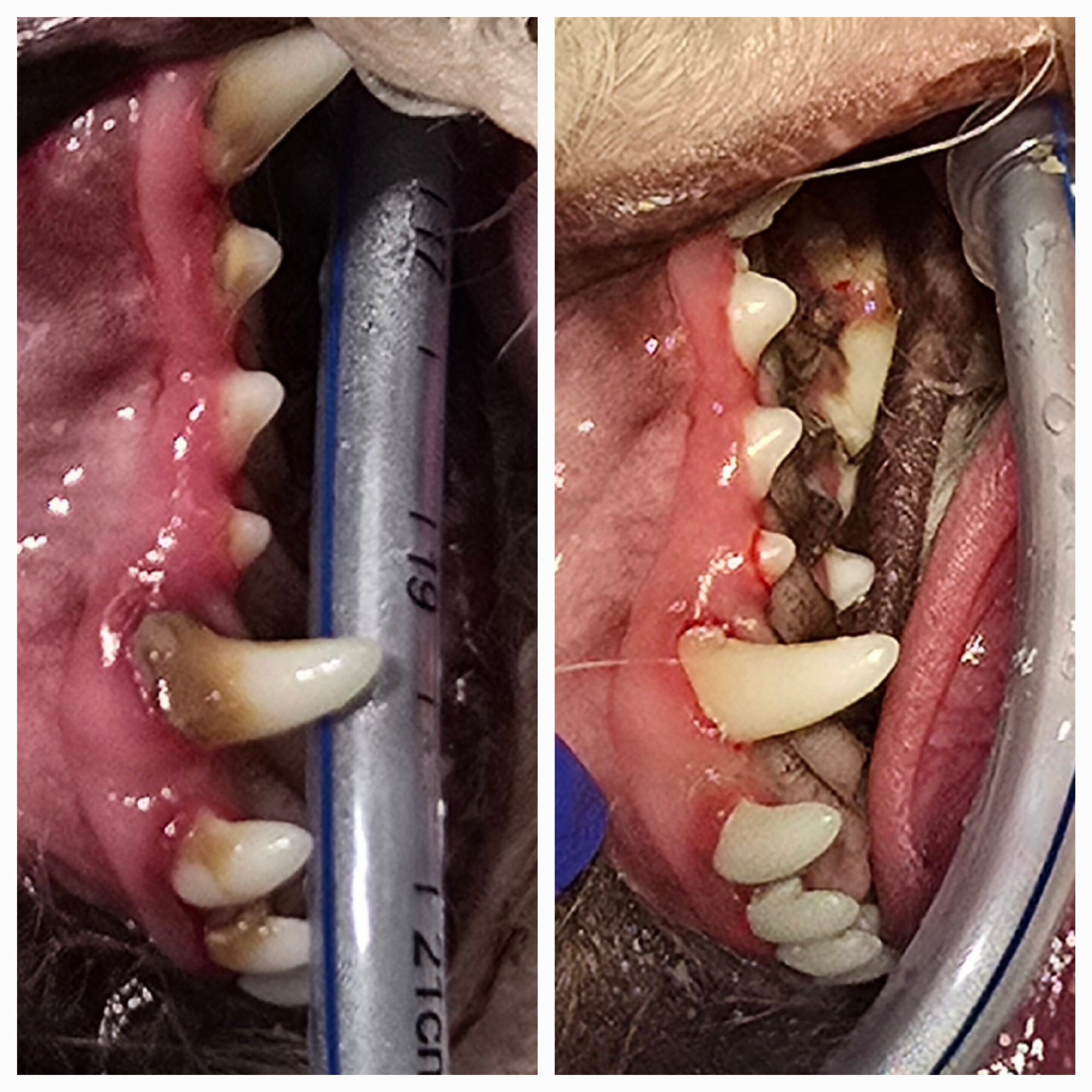 pet teeth cleaning before and after picture