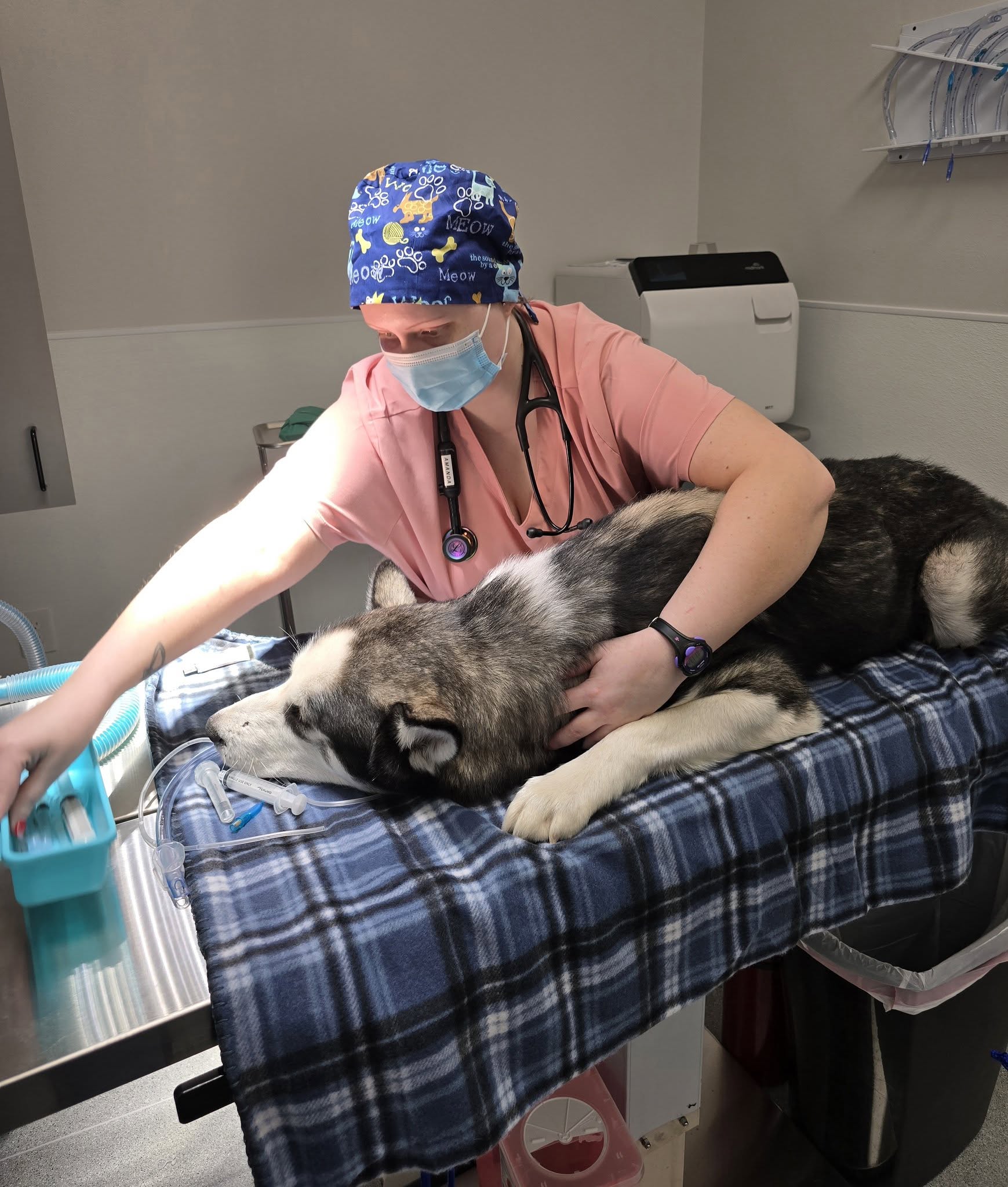 vet petting a dog