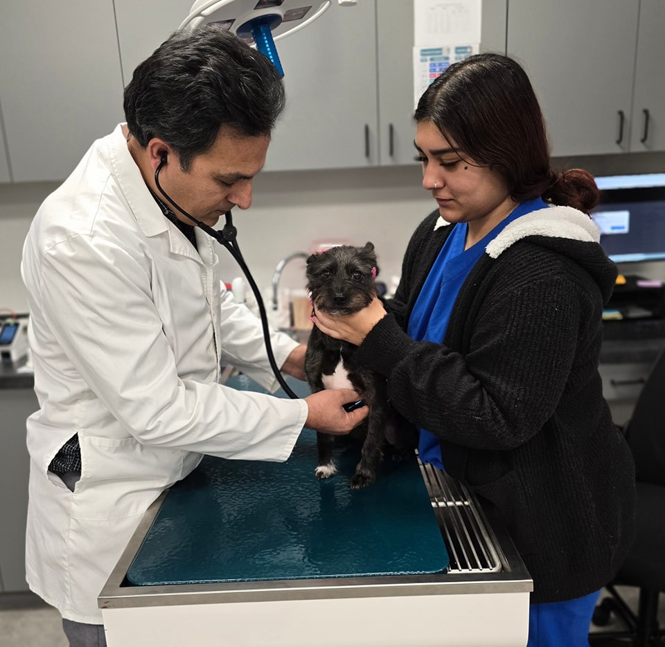 veterinarian checking cat