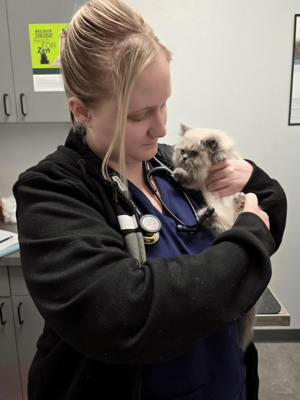 wellness exam 2 vet hold a cat