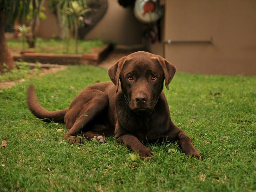 How to Prevent Heat Stroke in Pets — And What to Do If It Happens