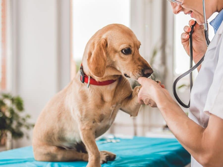 How Do I Know If My Pet Is in Pain?