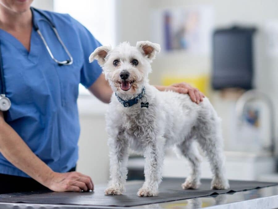 What Vaccines Does My Pet Really Need?